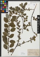 Foto von Salix myrsinifolia Salisb.